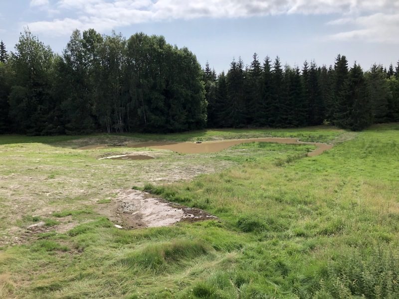 Nygrävd damm i ett skogsbryn med öppen gräsyta framför.